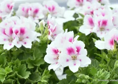 The Pelargonium Elegance Belinda. Introduced this year. It is a genetically beautiful compact plant that requires less inhibitor. "A real addition to our large-flowered Pelargonium assortment. We are really breeding from growers' perspective. For both Fuchias and Osteos, we grow our own final product and work a lot with critical growers in the Westland region. We do this to select the best varieties for our breeding."
